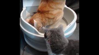 CatGenie Live stream Automatic cat litter box The World’s Only Self Flushing Self Washing Cat Box [upl. by Alag777]