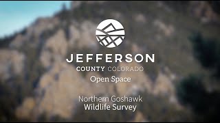 Northern Goshawk  Wildlife Survey [upl. by Ietta]