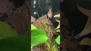 Electric blue balloon ram cichlid breeding [upl. by Elmore]