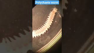 Polychaete worm  External Morphology part l [upl. by Eng]