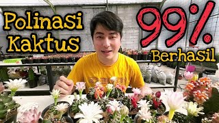 Cara Polinasi Kaktus 99 Berhasil [upl. by Annekcm]