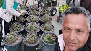 The biggest Ebony from Navarros Mixed Nursery ❤️🌵1700 Watsonville Rd Castroville CA 95012 [upl. by Ashraf]