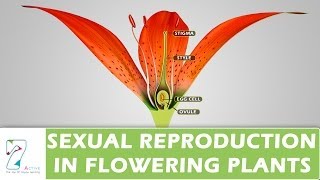 SEXUAL REPRODUCTION IN FLOWERING PLANTS [upl. by Fulvia]