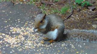 Squirrels at Clumber Park 1 HD [upl. by Airlia693]