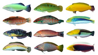 Types of Wrasses Part 2  Genus Halichoeres Family Labridae [upl. by Eledoya461]