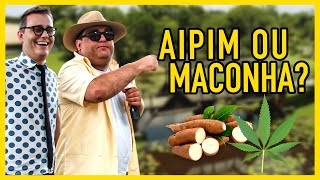 AIPIM OU MACONHA Timbó SC [upl. by Wallie]