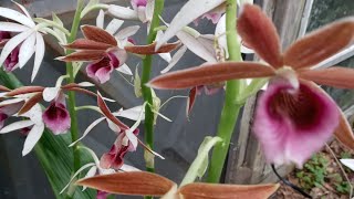 Nuns Hood Orchids or Phaius TankervilleaeImelda Ingram USA [upl. by Arramahs567]