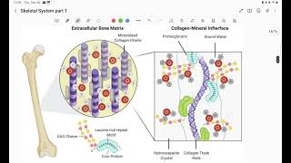 Skeletal System Part 1 A and P 1 class [upl. by Valry]