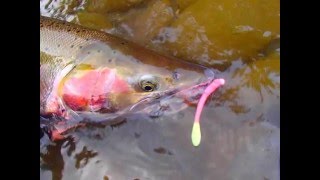 Olympic Peninsula Wild Steelhead  Forks WA Springers Sportfishing [upl. by Amikay]