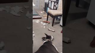 Funny dog tired from making a mess officedog funnydogs dogshorts doglife [upl. by Aitnas]