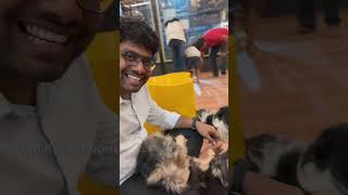 velachery kora food street  danny pet shorts  pet lover petlover korafoodstreet [upl. by Capp]