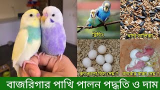 বাজরিগার পাখি পালন ও দাম  Budgerigar Bird Rearing In Bangla  Budgerigar Pakhi Palon Poddoti [upl. by Holt]