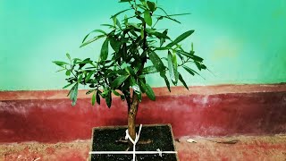 Training bonsai tree replanting  A short story with descriptions [upl. by Kaye]