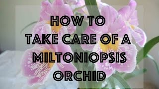 ORCHID CARE  How to take care of a Miltoniopsis Orchid [upl. by Aramat]