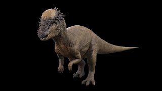 Pachycephalosaurus  ThickHeaded Lizard  NgchipvShortVer [upl. by Narcissus]