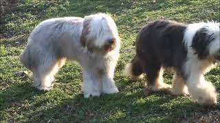 BEARDED COLLIE GREMONTREE  2024 Napo in the garden [upl. by Noguchi668]