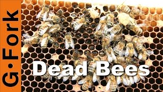 Dead Hive amp Winter Feeding  Beekeeping 101  GardenFork [upl. by Grekin80]