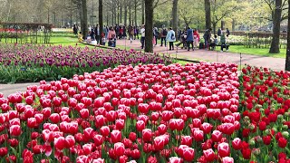 Keukenhof Garden 2023  Tulips in Full Bloom  4k [upl. by Liana]