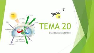 TEMA 20 LANABOLISME AUTÒTROF [upl. by Auqenahc292]