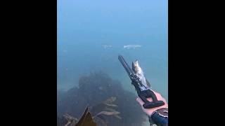 Almost 2 in one shot Spearfishing cornwall spearfishing [upl. by Gnehs]