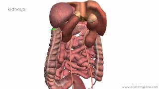 Peritoneal Cavity  Part 4  Intraperitoneal and Retroperitoneal Organs  Anatomy Tutorial [upl. by Daus950]