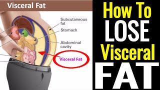 How To Lose Visceral Fat – Its Not As Hard As You Think [upl. by Eintruoc]