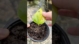 Anthurium grows roots super super fast [upl. by Vashtia]