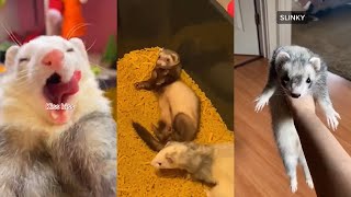 ULTIMATE Ferret TikTok Compilation 2022 pt 8 [upl. by Gonsalve]