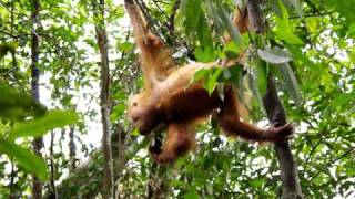 Orangutan playing in Gunung Leuser National Park Sumatra [upl. by Enert]