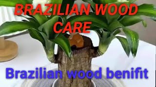 Brazilian wood 🪵 ki care kaise kare  how to care Brazilian wood  benifits of brazilian wood [upl. by Avera397]