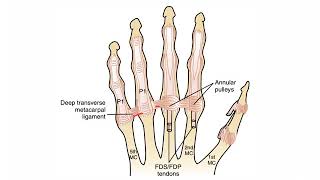 MetaCarpoPhalangeal Joints WRIST AND HAND COMPLEX [upl. by Carol-Jean220]