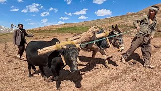 Daily Life in the Mountains Afghan Nomadic Villages [upl. by Karon725]