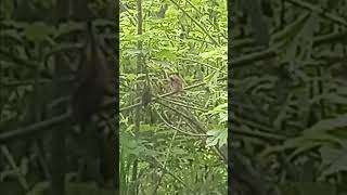 forest bird ruffling feathers [upl. by Stiegler]