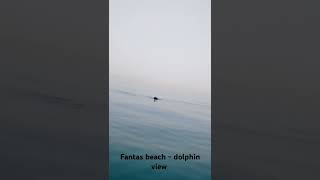 Fantas beach  dolphin view shorts [upl. by Vary79]