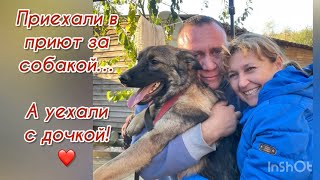 Приехали в приют за собакой… а уехали с дочкой ❤️ Приют для животных [upl. by Wesa]