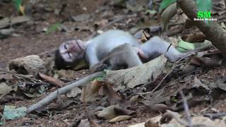 Pity macaque monkey passed away [upl. by Anauq6]