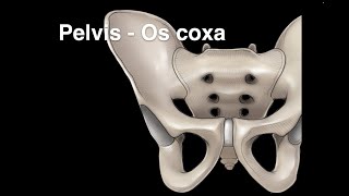 Pelvis Osteology Os coxa [upl. by Harehs]