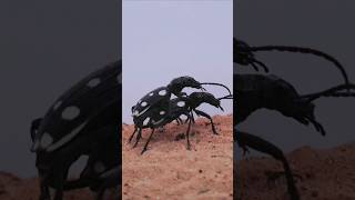 Egyptian predatory beetle from Dubai desert  Anthia sexmaculata [upl. by Leva]