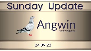 Racing Pigeon Weekly Roundup with Angwin Family Pigeons Sunday Update [upl. by Notslah]