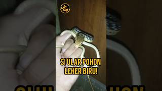 ULAR LEHER BIRU dendrelaphis snake reptiles animals [upl. by Ricker991]