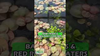 RED ROOT FLOATERS amp BABY TEARS  Aquarium Plants For Sale [upl. by Anyotal166]