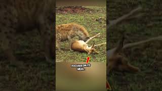 Clever Impala Outsmarts Hyena and Cheetah in Shocking Twist watch till the end shorts [upl. by Alliehs]