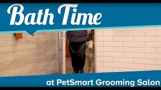 Puppy Bath Time at PetSmart Grooming Salon [upl. by Ynnavoeg]