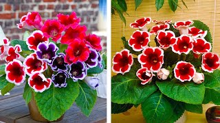 How to Plant Gloxinia Summer Garden Guide [upl. by Emmons]