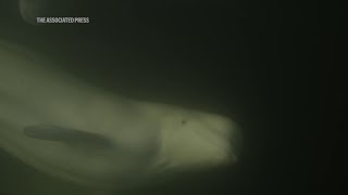 Beluga whales help woman heal after polar bear attack [upl. by Anitahs]