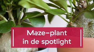 Maze plant in de spotlight [upl. by Ativel362]