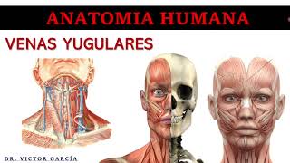 Venas Yugulares  Anatomía Humana en Odontología [upl. by Haissem]