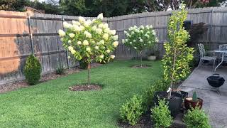 Basic care of Hydrangea paniculata Limelight from Proven Winners [upl. by Greenwood345]