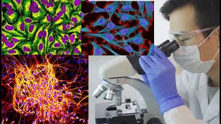 Fluorescence microscopy [upl. by Salsbury]