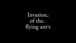 Invasion of the flying ants Nuptial flight [upl. by Nance]